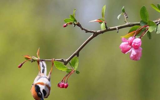 海棠花代表的花语是什么（海棠花代表的花语是什么花）