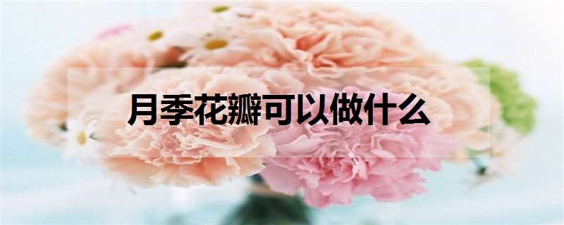 月季花瓣可以做什么（新鲜月季花瓣可以做什么）