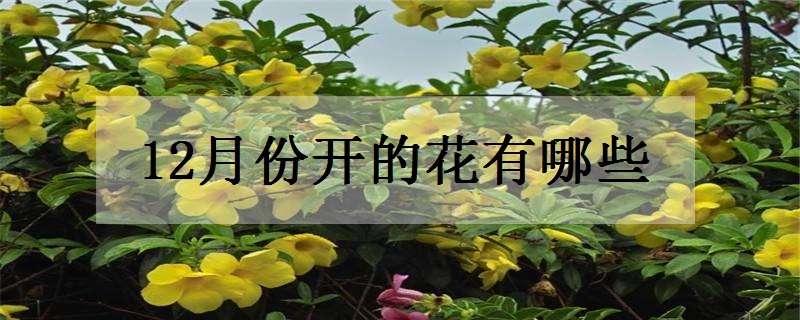 12月份开的花