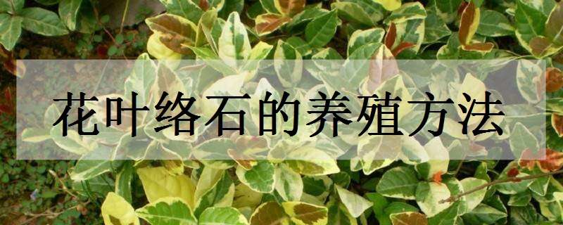 花叶络石的养殖方法（花叶络石的养殖方法和注意事项 盆栽）