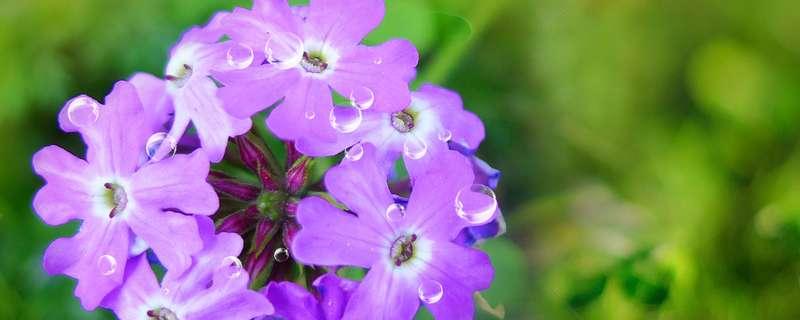 家里最旺财的十种花（家里最旺财的十种花虎皮兰）