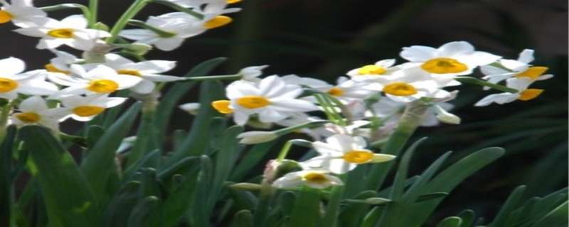 水仙花叶子发黄怎么回事（水仙花叶子发黄什么原因）