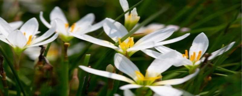 韭菜莲一年开几次花 韭莲花的花期长吗