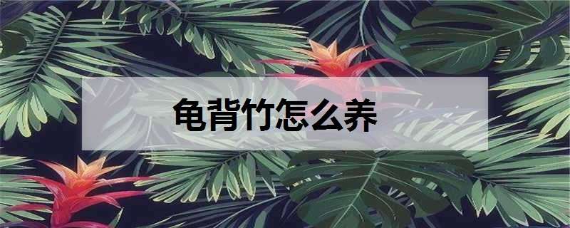 龟背竹怎么养