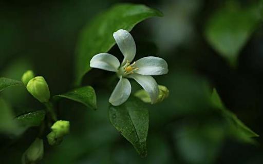 七里香花的养殖方法有哪些 七里香花苗种植方法