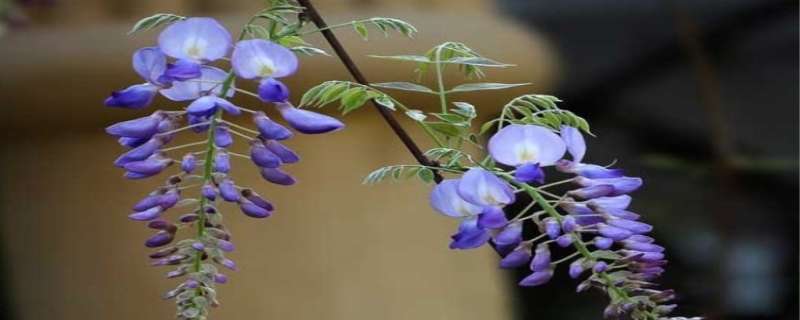 紫藤花有香味吗 紫藤花有香味吗有毒吗