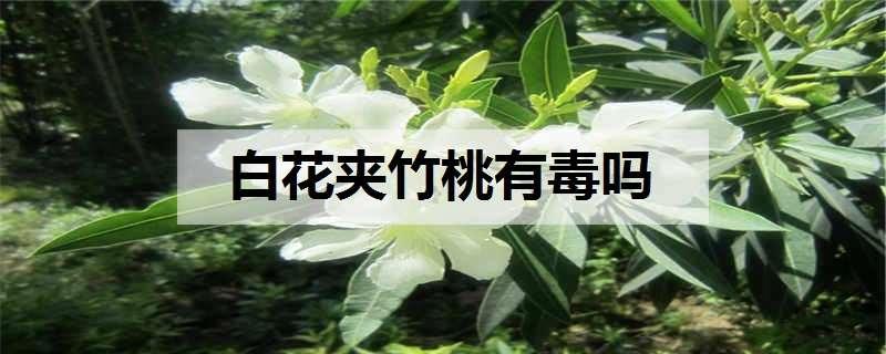 白花夹竹桃有毒吗 白花夹竹桃有毒吗能吃吗