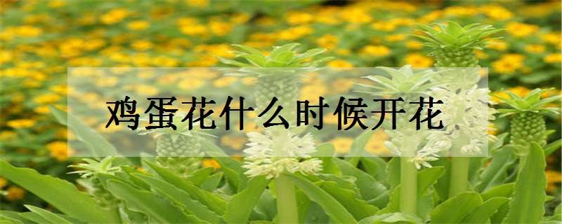 鸡蛋花什么时候开花