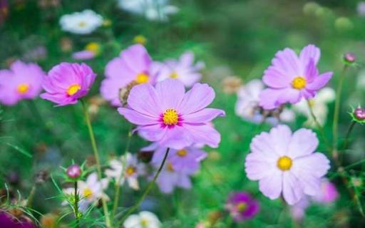 格桑花是多年生草本植物吗（格桑花是多年生的吗?）