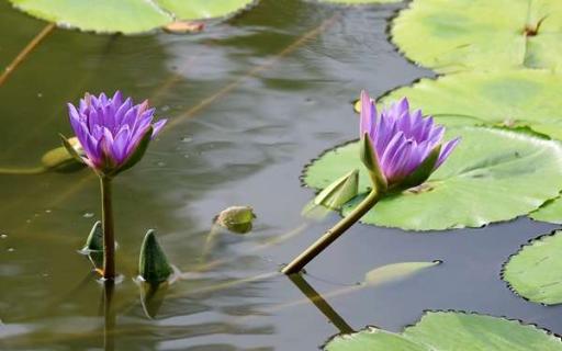 紫色莲花的花语是什么（紫色莲花的花语是什么）