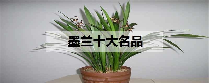 墨兰十大名品（墨兰十大名品图照片）