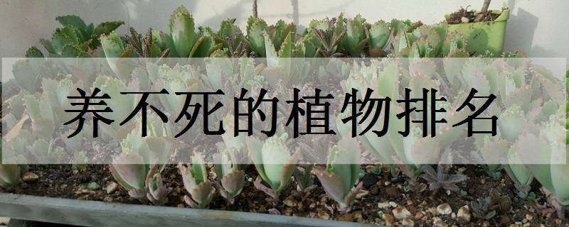 养不死的植物排名