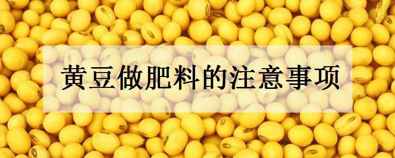 黄豆做肥料注意的事项 黄豆做肥料注意的事项是什么