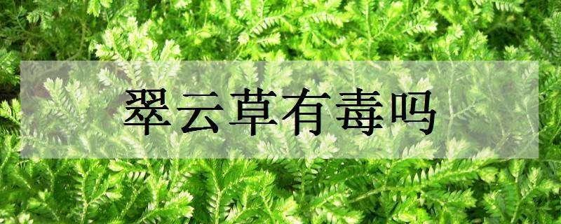 翠云草有毒吗