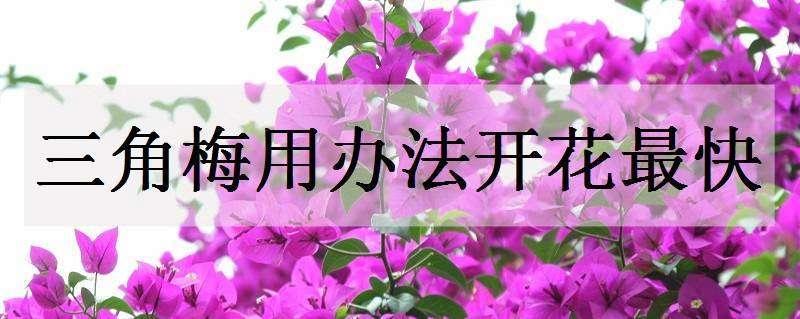 三角梅用什么办法开花最快