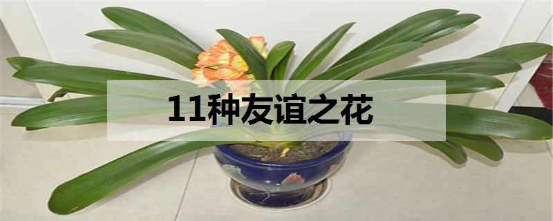 11种友谊之花 11种友谊之花图片加花语