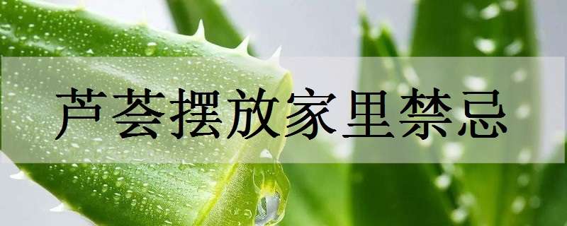 芦荟摆放家里禁忌