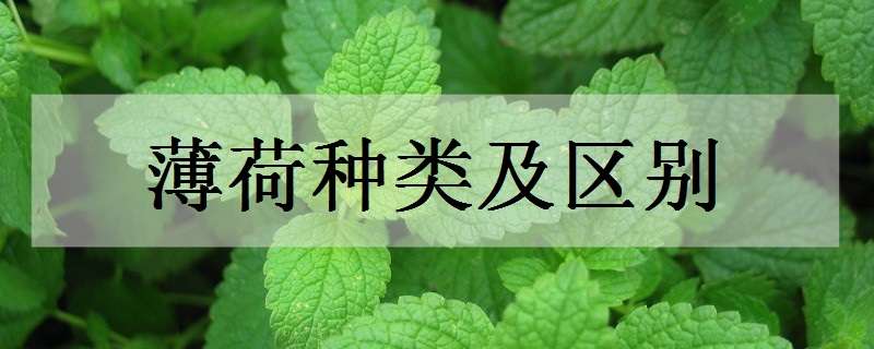 薄荷种类及区别有哪些（薄荷属于什么种类?）