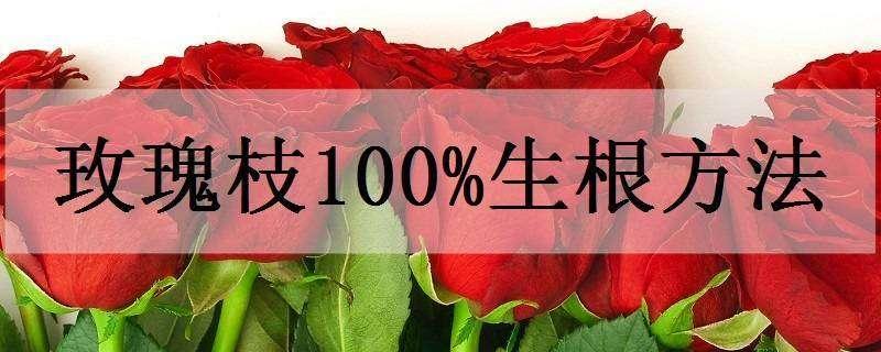 玫瑰枝100%生根方法 之后要怎么养护