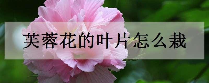 芙蓉花的叶片怎么栽（芙蓉花的叶片怎么栽活）