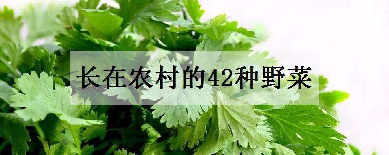 长在农村的42种野菜