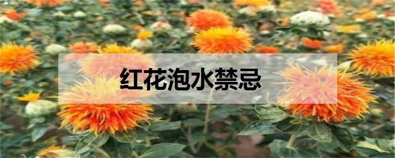 红花泡水禁忌