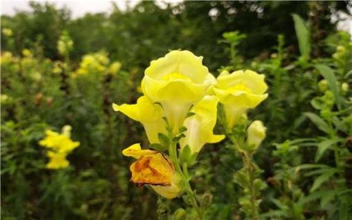 一个花盆种几棵辣椒好（一个花盆种几棵辣椒好吗）