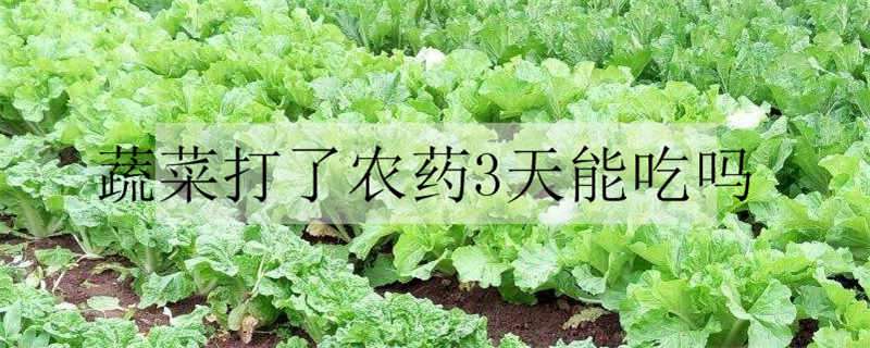 蔬菜打了农药3天能吃吗 蔬菜打了农药3天能吃吗?中间还下过雨