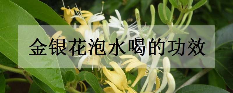 金银花泡水喝的功效