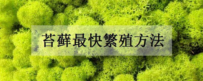 苔藓最快繁殖方法