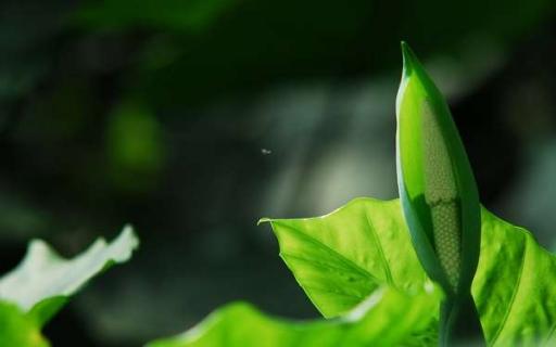 室内适合养的植物