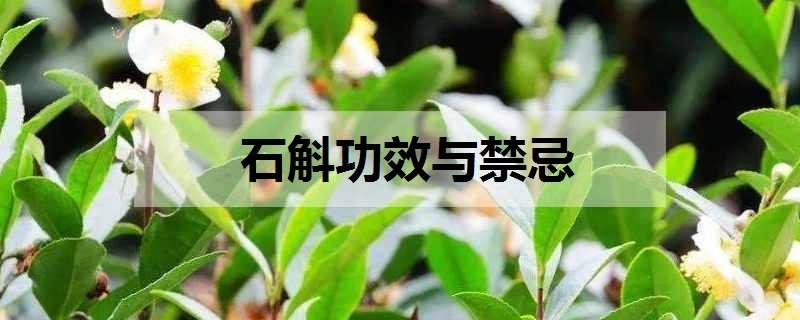 石斛功效与禁忌