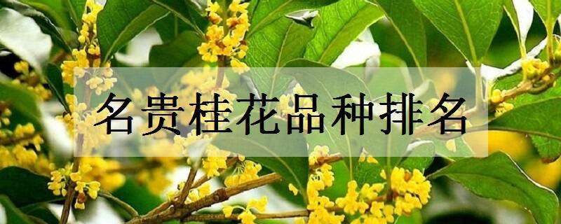 名贵桂花品种排名 名贵桂花品种排名有哪些