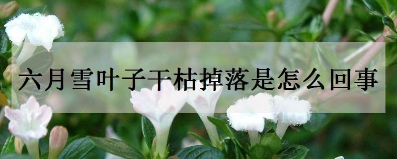 六月雪叶子干枯掉落是怎么回事