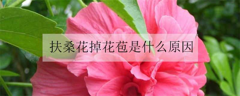 扶桑花掉花苞是什么原因 