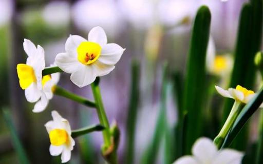 水仙花有毒吗 黄色水仙花有毒吗