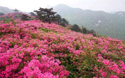 杜鹃花什么季节开花（杜鹃花什么季节开花?）