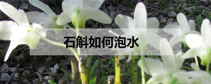 石斛如何泡水 石斛如何泡水喝及功效