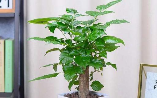 幸福树掉叶子是怎么回事 幸福树掉叶子是怎么回事