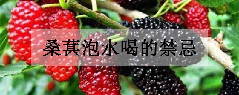 桑葚泡水喝的禁忌