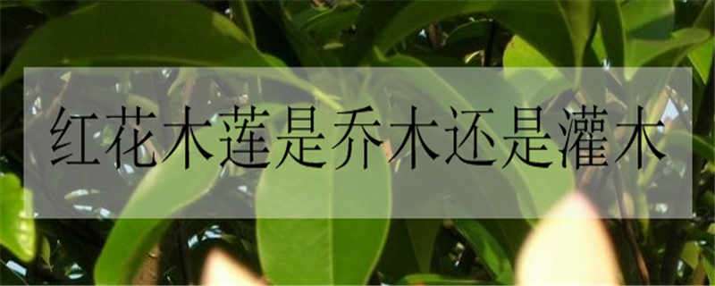 红花木莲是乔木还是灌木（红花檵木属于灌木还是乔木）