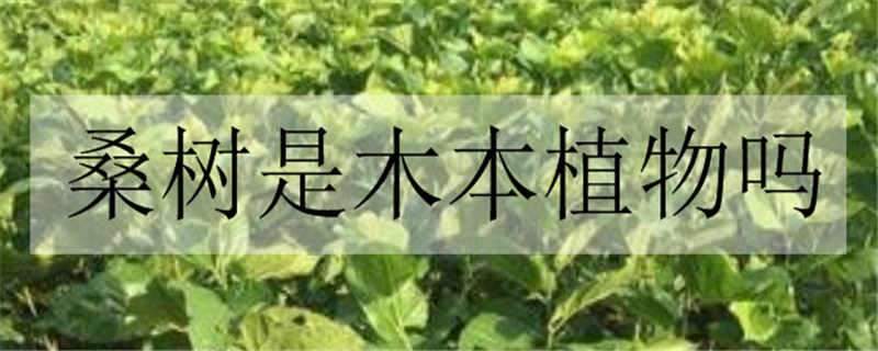 桑树是木本植物吗