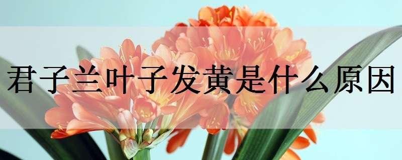 君子兰叶子发黄是什么原因