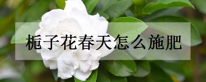 栀子花春天怎么施肥（栀子花春天怎么施肥最好）