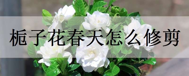 栀子花春天怎么修剪（栀子花春天怎么修剪好看）