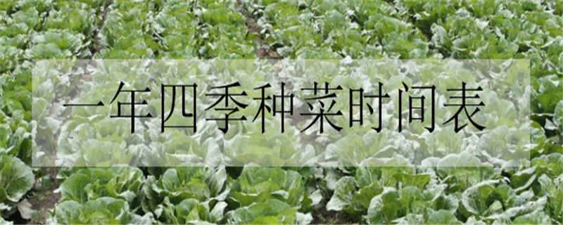 一年四季种菜时间表 一年四季种菜时间表野菜