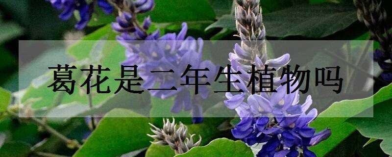 葛花是二年生植物吗