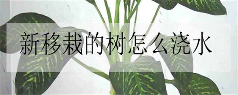 新移栽的树怎么浇水