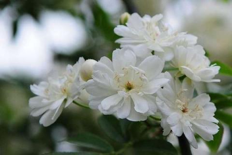 木香花的种植方法 夏季如何养护