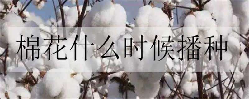 棉花什么时候播种